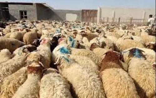 قیمت دام زنده امروز چهارشنبه ۷ آذر