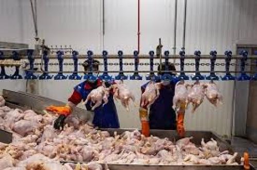 قیمت انواع مرغ امروز شنبه ۱۰ آذر
