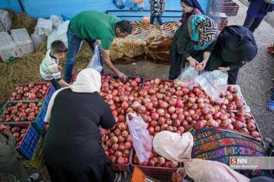 برداشت انار از باغات اطراف شیراز 