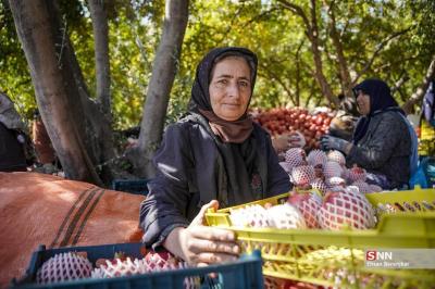 برداشت انار از باغات اطراف شیراز 