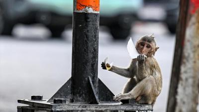  (تصاویر) میمون‌هایی که نماد یک شهر هستند