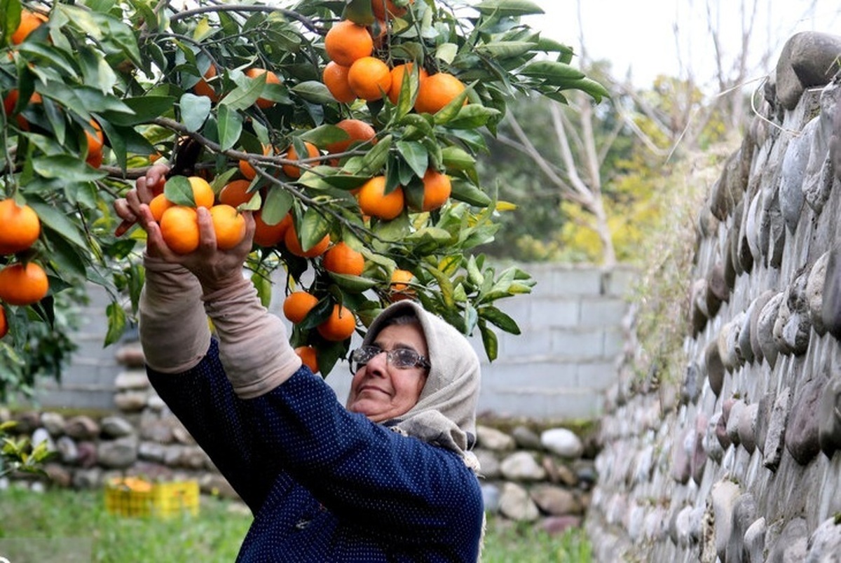 برداشت مرکبات از باغات سوادکوه