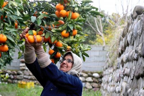 برداشت مرکبات از باغات سوادکوه