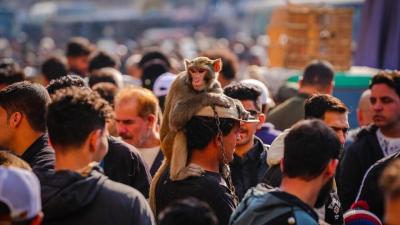 بازار فروش حیوانات کمیاب در بغداد