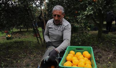  برداشت طلای نارنجی در چالوس