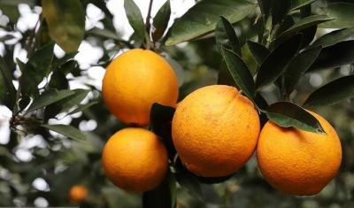 برداشت طلای نارنجی در چالوس