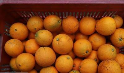  برداشت طلای نارنجی در چالوس