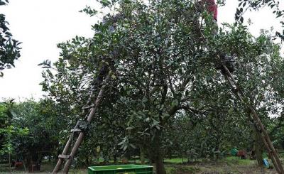  برداشت طلای نارنجی در چالوس
