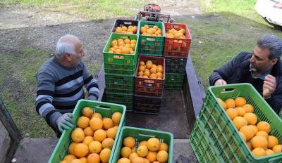  برداشت طلای نارنجی در چالوس