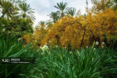  برداشت گل نرگس از باغات خفر 