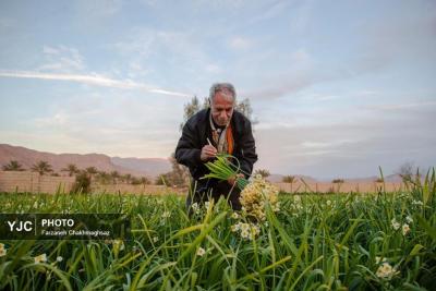  برداشت گل نرگس از باغات خفر 