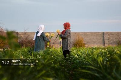  برداشت گل نرگس از باغات خفر 