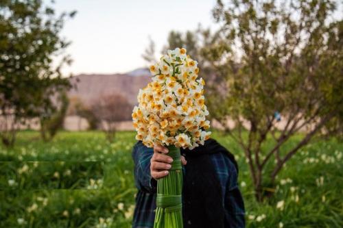  برداشت گل نرگس از باغات خفر 