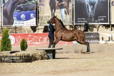  مسابقه زیبایی اسب اصیل عرب 
