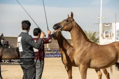 مسابقه زیبایی اسب اصیل عرب 
