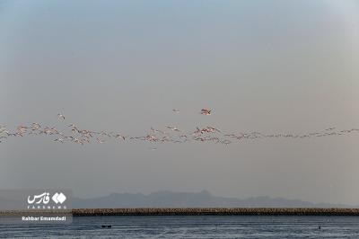 پرواز فلامینگو‌ها بر فراز خلیج فارس 