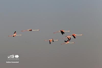 پرواز فلامینگو‌ها بر فراز خلیج فارس 
