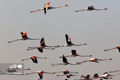 پرواز فلامینگو‌ها بر فراز خلیج فارس 