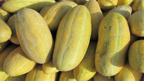 میوه ای که سنگ کلیه را پودر می‌کند
