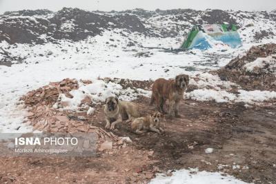 فاجعه زیست محیطی در زباله‌گاه نیشابور 