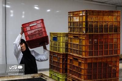 عکس های خرمای استِعمِران 