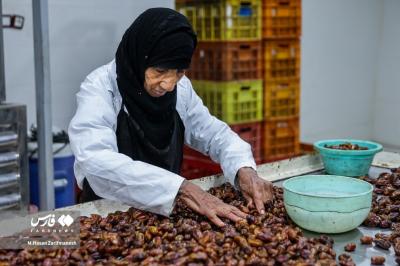 عکس های خرمای استِعمِران 