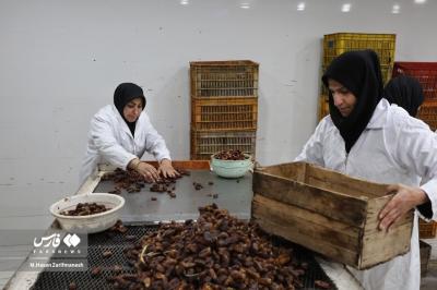 عکس های خرمای استِعمِران 