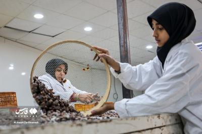 عکس های خرمای استِعمِران 