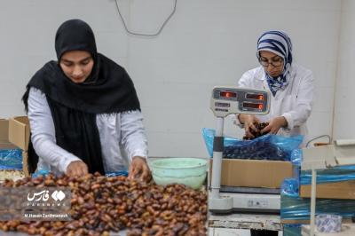 عکس های خرمای استِعمِران 