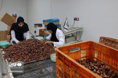 عکس های خرمای استِعمِران 