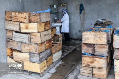 عکس های خرمای استِعمِران 