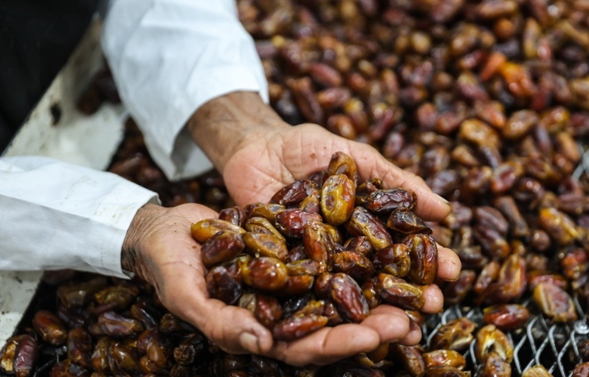 عکس های خرمای استِعمِران 