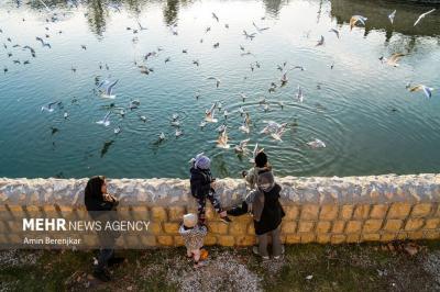 مرغان دریایی سیبری مهمان زمستانی شیراز 