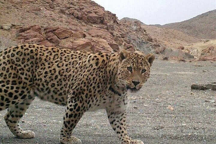 پلنگ نر ایرانی در مناطق صعب العبور صیدوای 