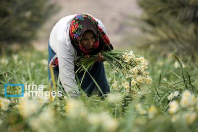 برداشت گل نرگس در کازرون 