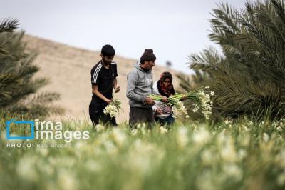 برداشت گل نرگس در کازرون 