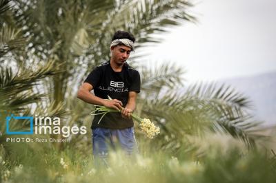 برداشت گل نرگس در کازرون 