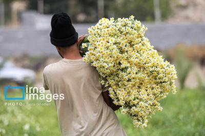 برداشت گل نرگس در کازرون 