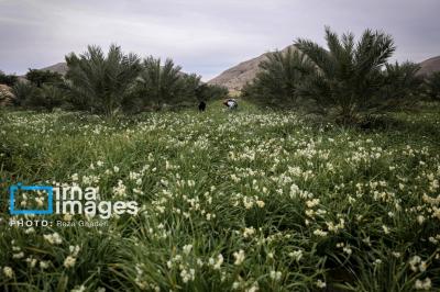 برداشت گل نرگس در کازرون 