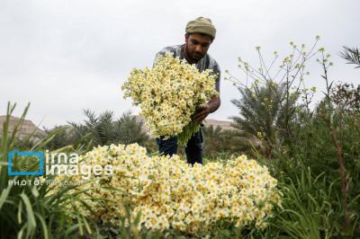 برداشت گل نرگس در کازرون 