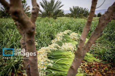 برداشت گل نرگس در کازرون 