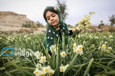 برداشت گل نرگس در کازرون 