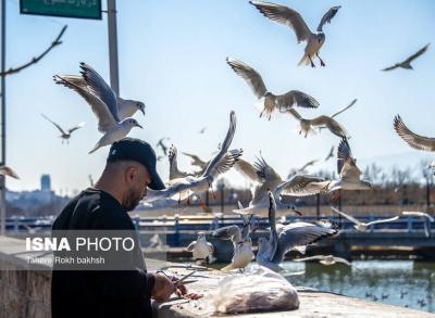 کاکایی‌ها مهمان زمستانی شیراز