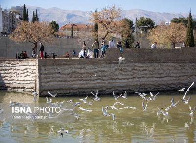 کاکایی‌ها مهمان زمستانی شیراز