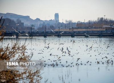 کاکایی‌ها مهمان زمستانی شیراز