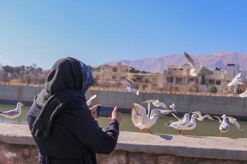 کاکایی‌ها مهمان زمستانی شیراز