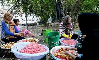 عکس/ برداشت انار در روستای دورک اناری شهرکرد