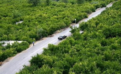 عکس/ برداشت انار در روستای دورک اناری شهرکرد
