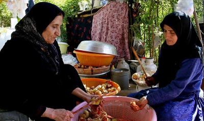 عکس/ برداشت انار در روستای دورک اناری شهرکرد