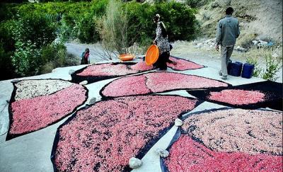 عکس/ برداشت انار در روستای دورک اناری شهرکرد